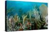 Reef Composition-pipehorse-Stretched Canvas