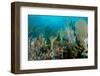 Reef Composition-pipehorse-Framed Photographic Print