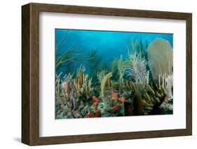 Reef Composition-pipehorse-Framed Photographic Print