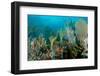 Reef Composition-pipehorse-Framed Photographic Print