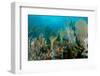 Reef Composition-pipehorse-Framed Photographic Print