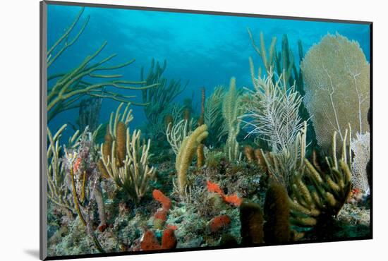 Reef Composition-pipehorse-Mounted Photographic Print