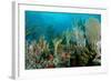 Reef Composition-pipehorse-Framed Photographic Print