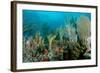 Reef Composition-pipehorse-Framed Photographic Print