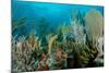 Reef Composition-pipehorse-Mounted Photographic Print