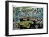 Reef Crest Reflection-Jones-Shimlock-Framed Giclee Print