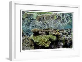 Reef Crest Reflection-Jones-Shimlock-Framed Giclee Print