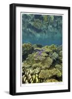 Reef Crest with Sea Star-Jones-Shimlock-Framed Giclee Print