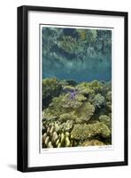 Reef Crest with Sea Star-Jones-Shimlock-Framed Giclee Print