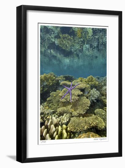 Reef Crest with Sea Star-Jones-Shimlock-Framed Giclee Print