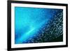 Reef Fish School-Matthew Oldfield-Framed Photographic Print