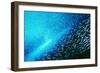 Reef Fish School-Matthew Oldfield-Framed Photographic Print