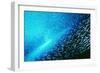 Reef Fish School-Matthew Oldfield-Framed Photographic Print