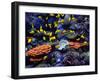 Reef Fish-J.D. Mcfarlan-Framed Photographic Print