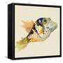 Reef Fish-Jacob Q-Framed Stretched Canvas