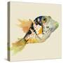 Reef Fish-Jacob Q-Stretched Canvas