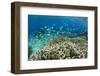 Reef Fishes Amongst Profusion of Hard Plate at Pulau Setaih Island, Natuna Archipelago, Indonesia-Michael Nolan-Framed Photographic Print