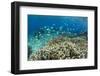 Reef Fishes Amongst Profusion of Hard Plate at Pulau Setaih Island, Natuna Archipelago, Indonesia-Michael Nolan-Framed Photographic Print