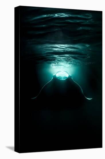 reef manta ray feeding on plankton, maldives-alex mustard-Stretched Canvas