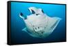 Reef manta swimming with a Remora, Indian Ocean-Alex Mustard-Framed Stretched Canvas