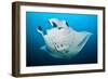 Reef manta swimming with a Remora, Indian Ocean-Alex Mustard-Framed Photographic Print