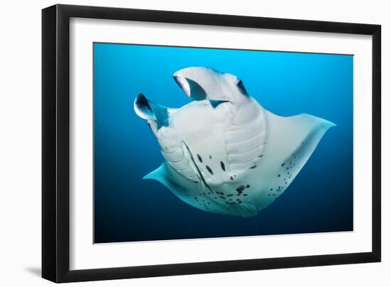 Reef manta swimming with a Remora, Indian Ocean-Alex Mustard-Framed Photographic Print