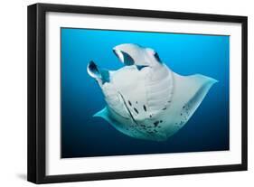 Reef manta swimming with a Remora, Indian Ocean-Alex Mustard-Framed Photographic Print