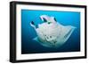 Reef manta swimming with a Remora, Indian Ocean-Alex Mustard-Framed Photographic Print