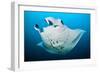 Reef manta swimming with a Remora, Indian Ocean-Alex Mustard-Framed Photographic Print