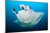 Reef manta swimming with a Remora, Indian Ocean-Alex Mustard-Mounted Photographic Print