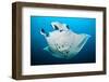 Reef manta swimming with a Remora, Indian Ocean-Alex Mustard-Framed Premium Photographic Print