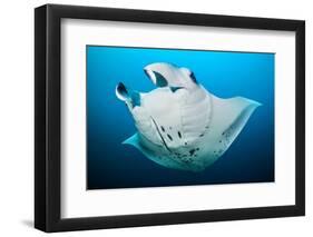 Reef manta swimming with a Remora, Indian Ocean-Alex Mustard-Framed Premium Photographic Print