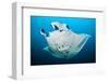 Reef manta swimming with a Remora, Indian Ocean-Alex Mustard-Framed Premium Photographic Print