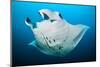 Reef manta swimming with a Remora, Indian Ocean-Alex Mustard-Mounted Premium Photographic Print