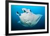 Reef manta swimming with a Remora, Indian Ocean-Alex Mustard-Framed Photographic Print