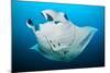 Reef manta swimming with a Remora, Indian Ocean-Alex Mustard-Mounted Photographic Print