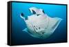 Reef manta swimming with a Remora, Indian Ocean-Alex Mustard-Framed Stretched Canvas