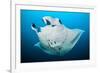 Reef manta swimming with a Remora, Indian Ocean-Alex Mustard-Framed Photographic Print