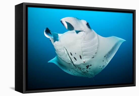 Reef manta swimming with a Remora, Indian Ocean-Alex Mustard-Framed Stretched Canvas