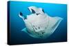 Reef manta swimming with a Remora, Indian Ocean-Alex Mustard-Stretched Canvas