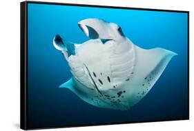Reef manta swimming with a Remora, Indian Ocean-Alex Mustard-Framed Stretched Canvas