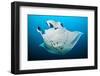 Reef manta swimming with a Remora, Indian Ocean-Alex Mustard-Framed Photographic Print