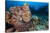 Reef Octopus (Octopus Cyanea) Portrait Near Wreck. Gubal Island, Egypt. Red Sea-Alex Mustard-Stretched Canvas