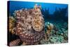 Reef Octopus (Octopus Cyanea) Portrait Near Wreck. Gubal Island, Egypt. Red Sea-Alex Mustard-Stretched Canvas