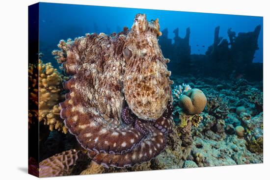 Reef Octopus (Octopus Cyanea) Portrait Near Wreck. Gubal Island, Egypt. Red Sea-Alex Mustard-Stretched Canvas