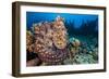 Reef Octopus (Octopus Cyanea) Portrait Near Wreck. Gubal Island, Egypt. Red Sea-Alex Mustard-Framed Photographic Print