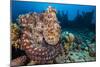 Reef Octopus (Octopus Cyanea) Portrait Near Wreck. Gubal Island, Egypt. Red Sea-Alex Mustard-Mounted Photographic Print