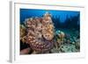 Reef Octopus (Octopus Cyanea) Portrait Near Wreck. Gubal Island, Egypt. Red Sea-Alex Mustard-Framed Photographic Print