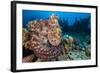 Reef Octopus (Octopus Cyanea) Portrait Near Wreck. Gubal Island, Egypt. Red Sea-Alex Mustard-Framed Photographic Print