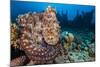 Reef Octopus (Octopus Cyanea) Portrait Near Wreck. Gubal Island, Egypt. Red Sea-Alex Mustard-Mounted Photographic Print